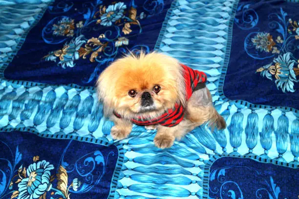 Photo of Small doggie of breed a Pekinese