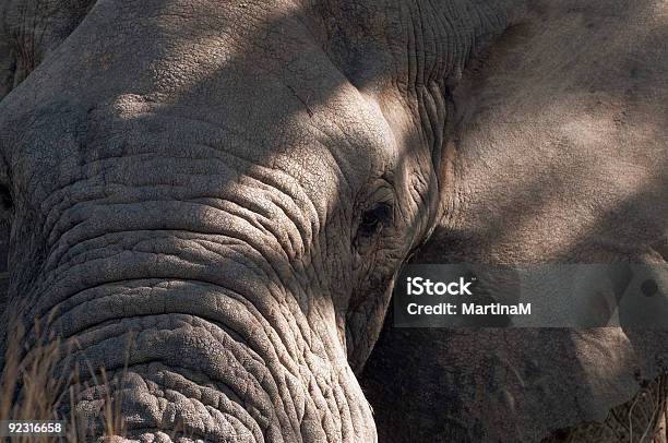 頭の象のクローズアップ - まつげのストックフォトや画像を多数ご用意 - まつげ, アフリカ, アフリカゾウ
