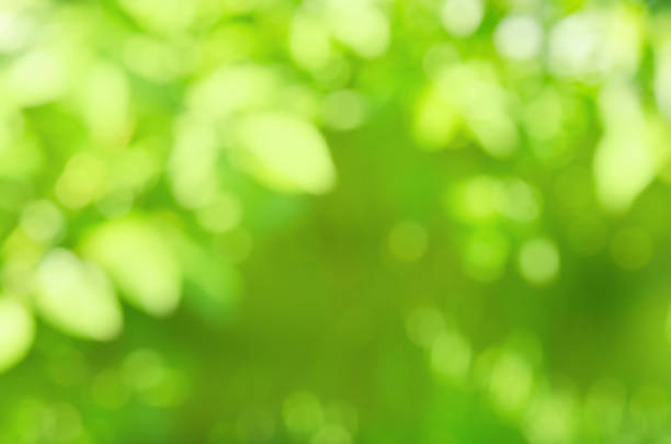 istock Abstract bokeh and blurred green nature background 923170134
