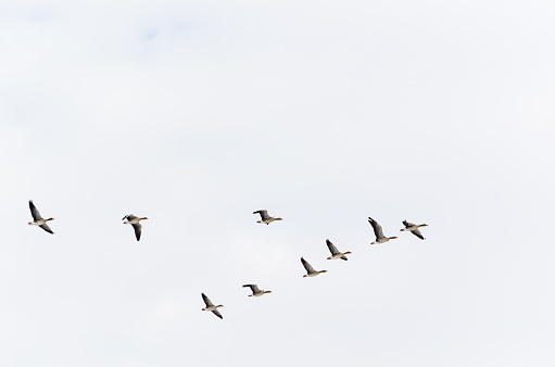 Formación de gansos volando hacia arriba photo