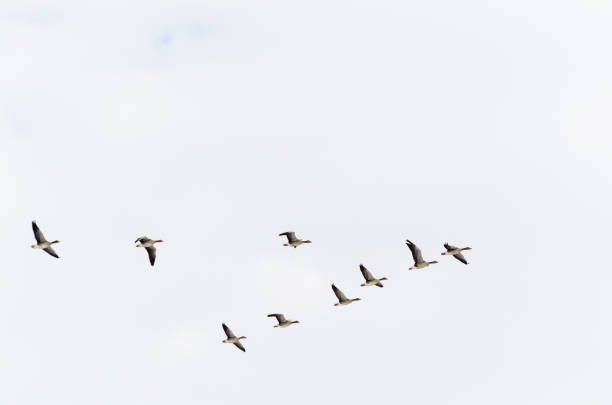 Geese formation flying upwards stock photo