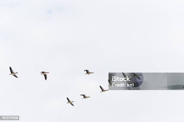 Geese Formation Flying Upwards Stock Photo - Download Image Now - Bird, Birds Flying in V-Formation, Sky