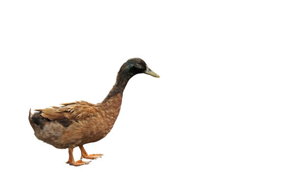 istock Brown Duck Standing Isolated on White Background, Clipping Path 923170240