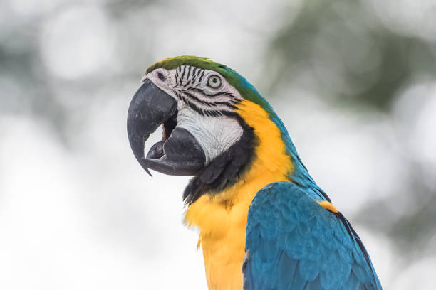 blue-and-yellow macaw - gelbbrustara stock-fotos und bilder