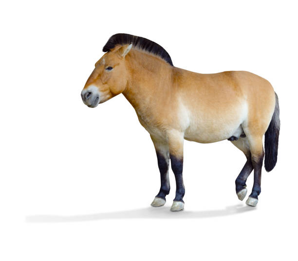 istock Przewalski's horse. 923177114