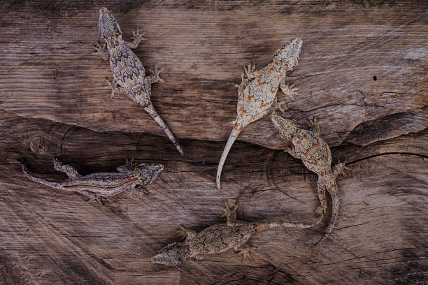 Three Gargoyle Gecko on natural wood background stock photo