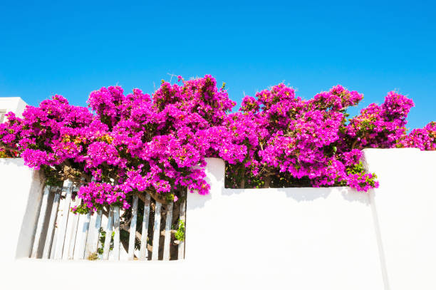 istock White architecture and pink flowers against the blue sky. 923181246
