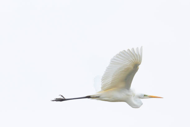 istock close view great white egret (egretta alba) in flight, spread wings 923181852