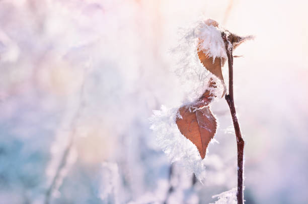 istock Hoarfrost on the trees in winter forest. 923181936