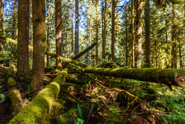 istock Subtropical forest with a windbreak and fallen trees, covered with green moss, fern 923184134
