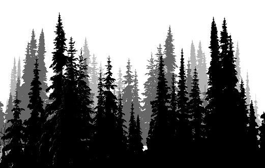 Tall Evergreen Forest in a silhouette illustration in black and white