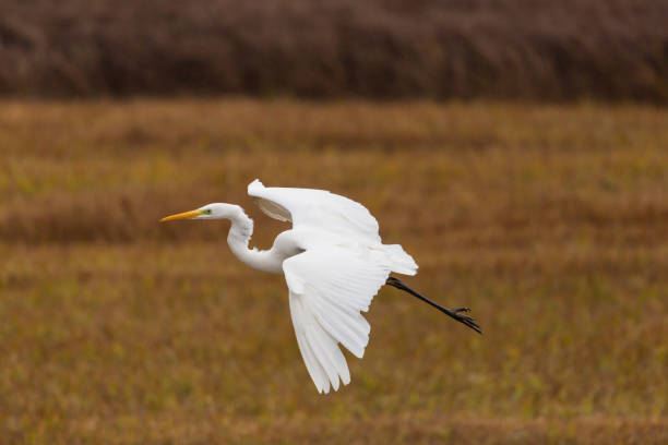 istock portrait flying great white egret bird (egretta alba) in reed, spread wings 923184286