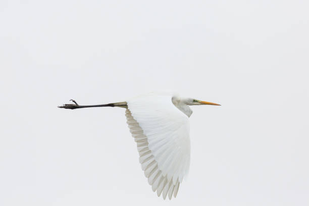 istock portrait great white egret (egretta alba) flying, spread wings 923184436
