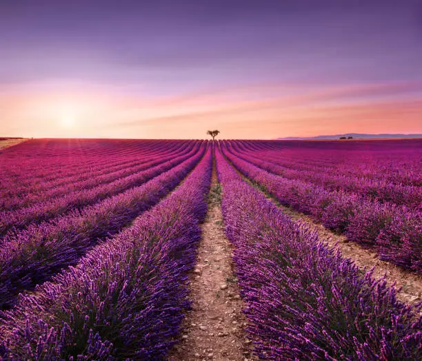 Photo of Lavender and lonely trees uphill on sunset. Provence, France