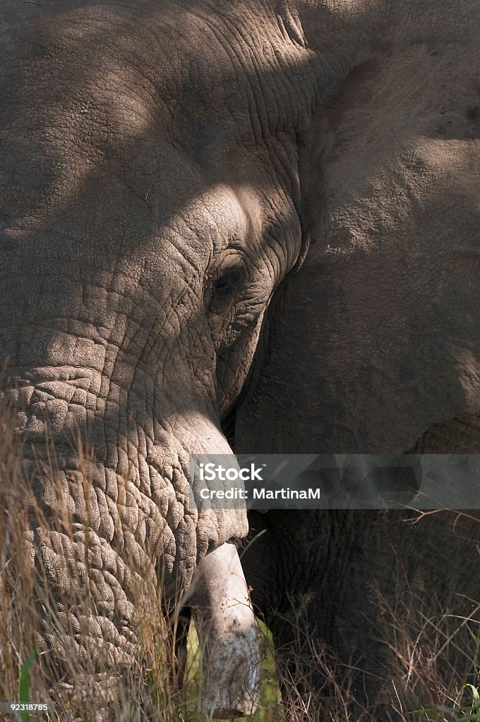 Jefe de un elefante, primer plano - Foto de stock de Animal libre de derechos