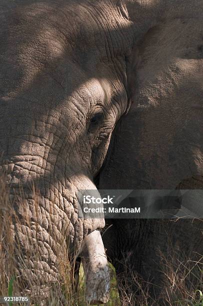 Jefe De Un Elefante Primer Plano Foto de stock y más banco de imágenes de Animal - Animal, Animales salvajes, Arrugado