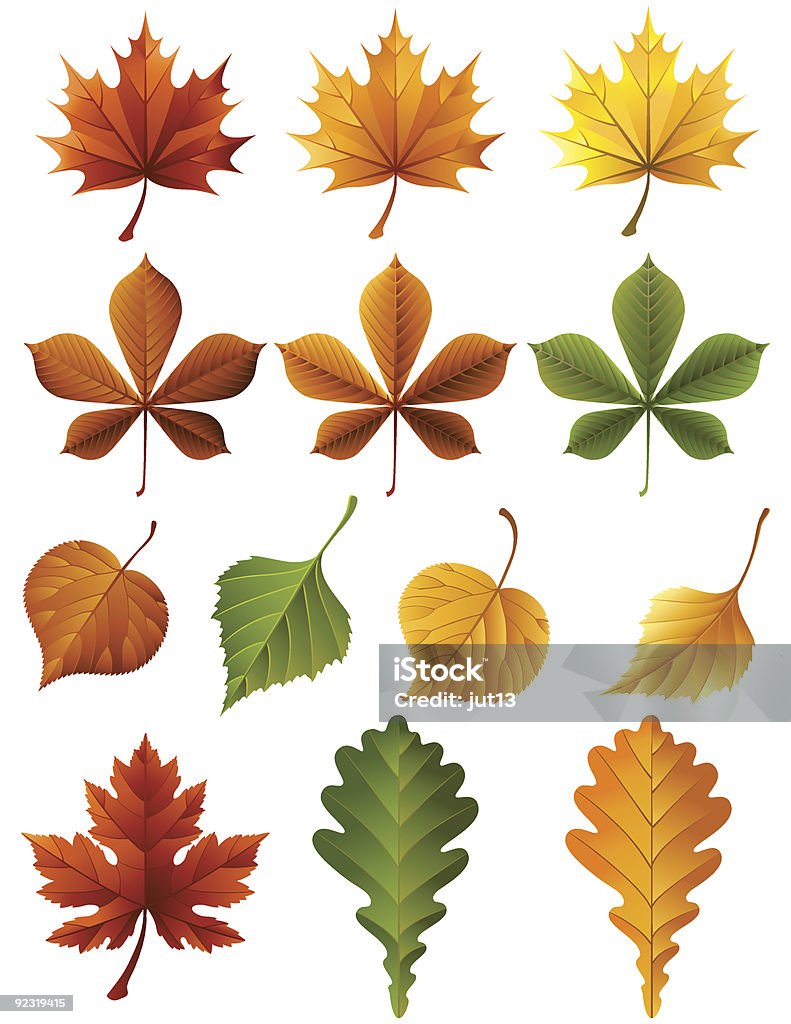 Feuilles d'automne - clipart vectoriel de Arbre à feuilles caduques libre de droits