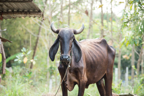 istock Thai cow farmer feed, farm house 923194684