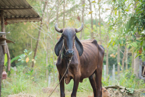 istock Thai cow farmer feed, farm house 923194704