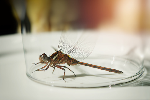 A trapped dragonfly close-up under a upside down glass on a plate Cape Town South Africa