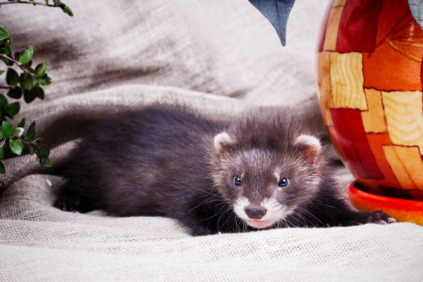 istock little cute ferret kid 923200122