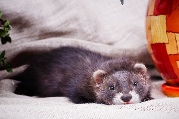 istock little cute ferret kid 923200390