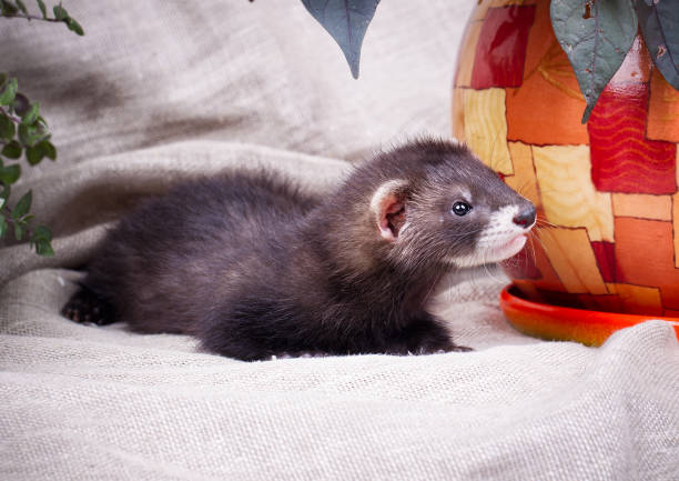 istock little cute ferret kid 923200562
