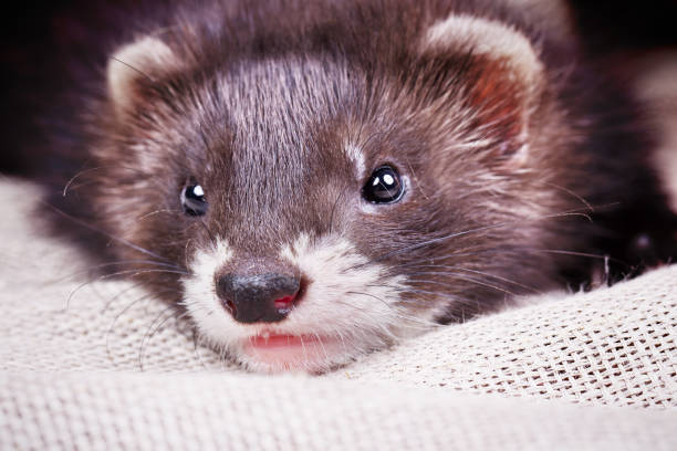 istock Ferret baby portrait 923200744
