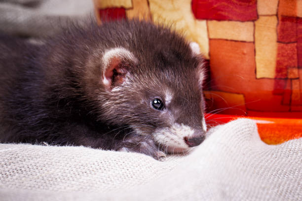 istock Ferret baby portrait 923200840