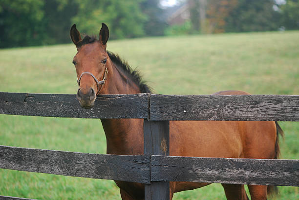 istock Brown Horse in Field by Fence 92320416