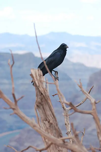 Photo of Black Raven, Corvus Corax with Grand Canyon Background