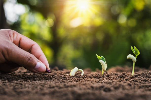 istock hand planting seeding growing step in garden with sunshine 923204586