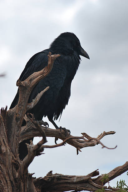 istock Raven, Corvus Corax sitting on Desert Tree Branch 92320480