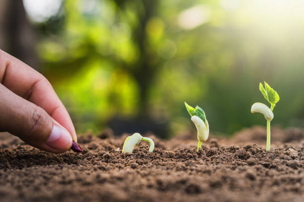 istock hand planting seeding growing step in garden with sunshine 923205396