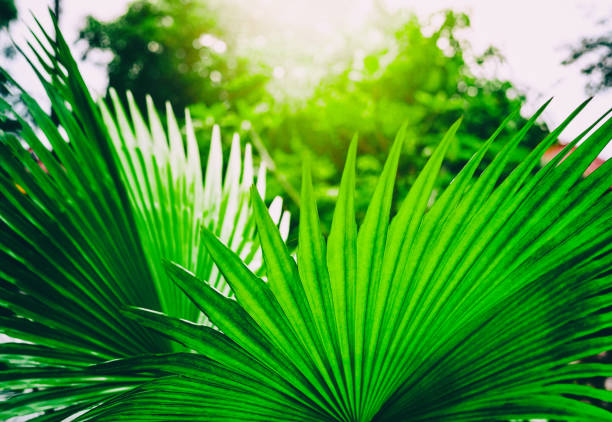istock Bright green emerald palm leaves 923205472