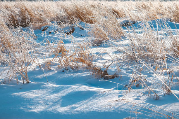 istock branches in the snow at dawn 923205646