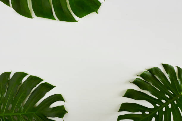 istock Monstera green leaves frame with copy space place. Summer concept 923206486