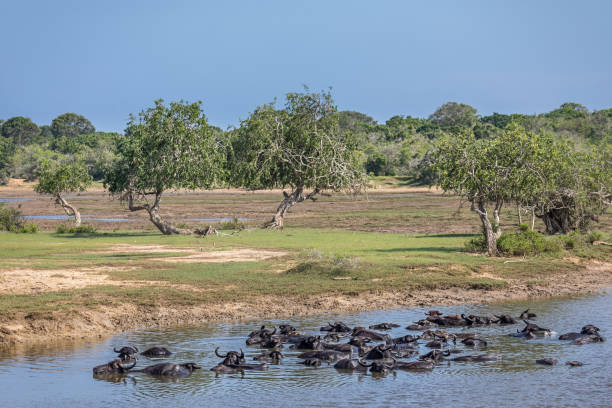 istock Group of water buffalos in a lake 923213148