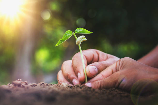istock concept eco hand helping planting young tree in garden 923215646