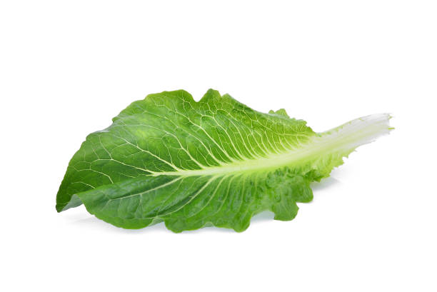 istock fresh baby cos,lettuce leaf isolated on white background 923216100