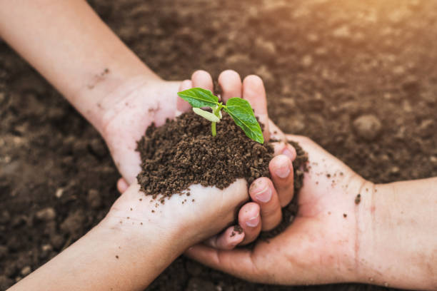 istock concept eco hand helping holding protection young plant 923216450