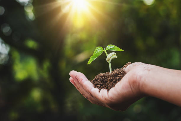 istock hand holding young plant with sunslight. concept ecology 923217422