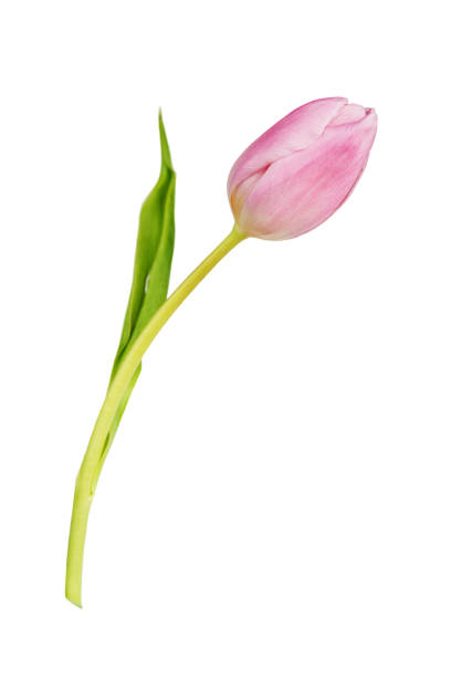 istock Pink tulip flower on a white background 923218612