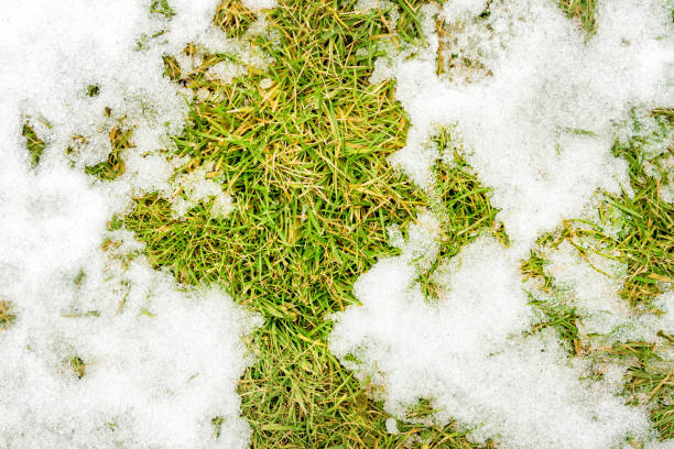 istock texture in the  close-up snow on the grass 923218692