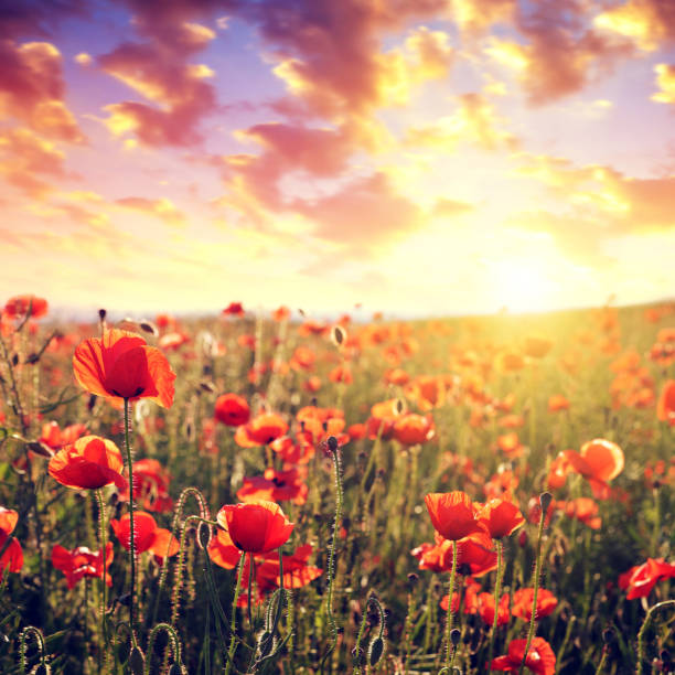 istock Red poppy flowers at sunset. 923220790