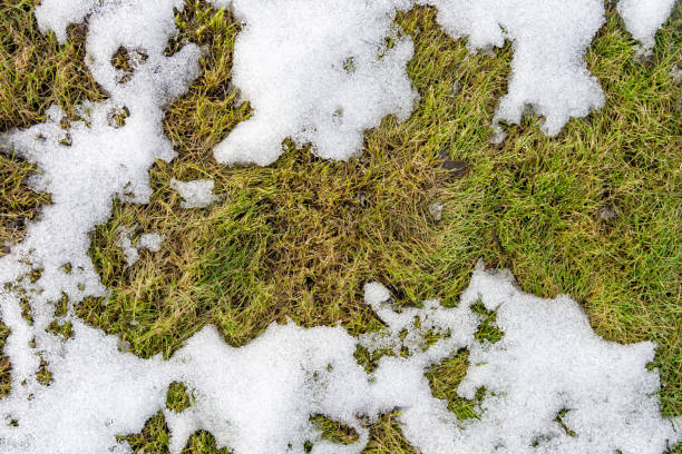 istock texture in the  close-up snow on the grass 923221782