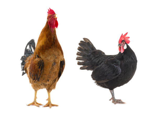 istock black hen and rooster 923221854