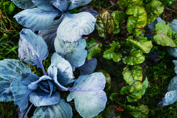 istock Aerial Shot Of Organic Vegetables On Farm Plot 923225696