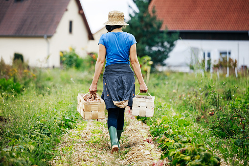 An urban farmer carrying crates of freshly harvested potatoes back to the house.