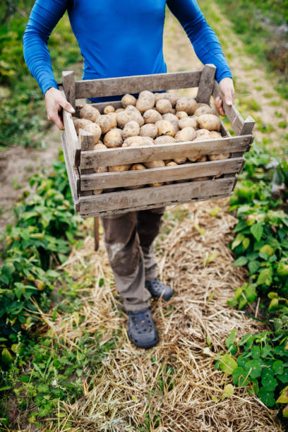 istock Farmer With Yield Of Freshly Harvested Potatoes 